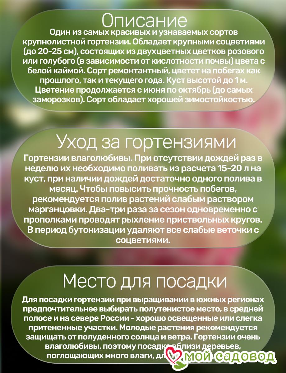 Морозостойкая Гортензия Пеперминт ЗКС