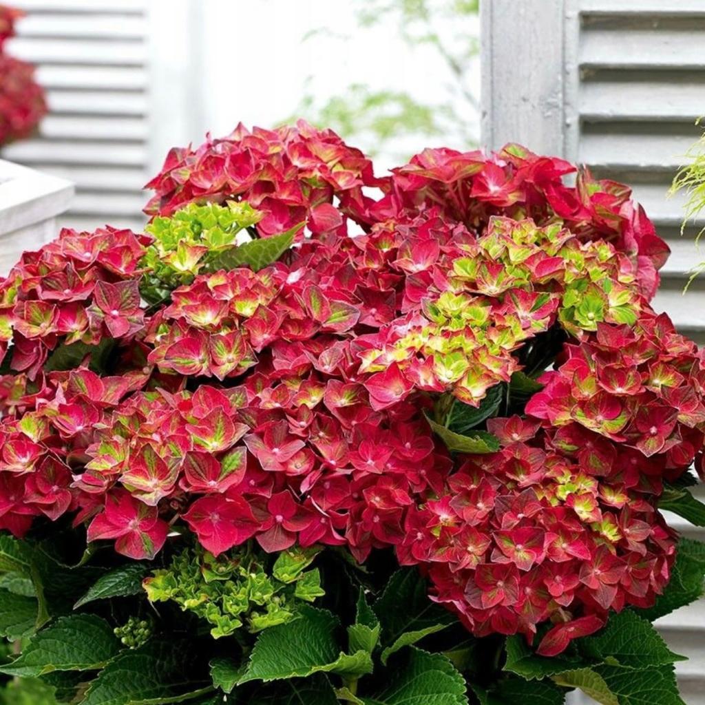 ГОРТЕНЗИЯ КРУПНОЛИСТНАЯ Роял Ред
