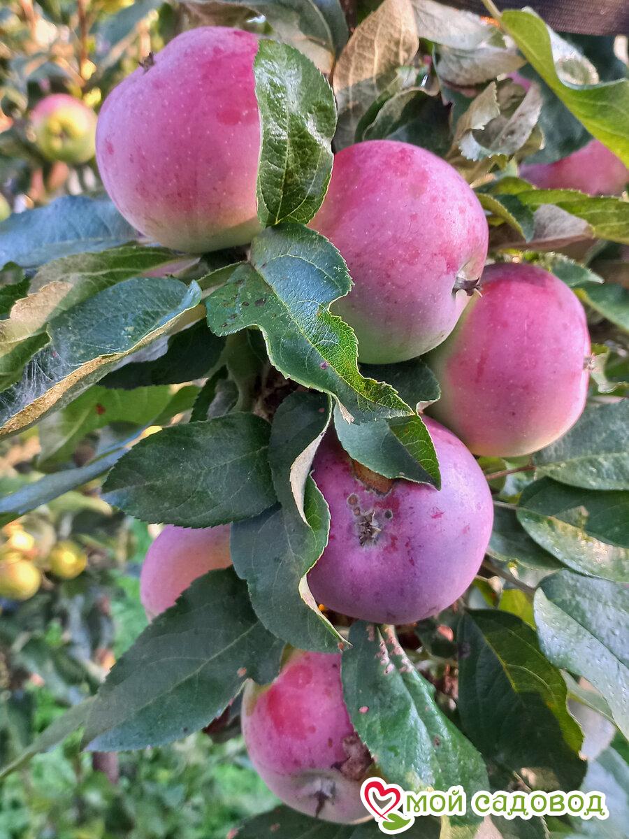Яблоня колоновидная Московское ожерелье